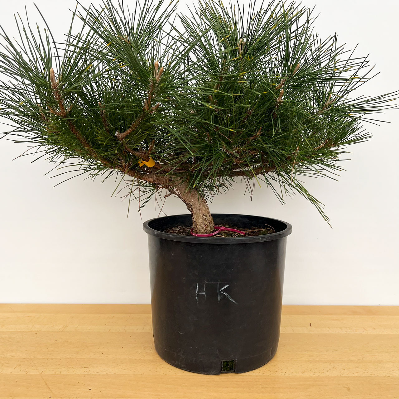 Japanese Black Pine 'Herb Kelly Dwarf' In a Plastic Grow Pot (No