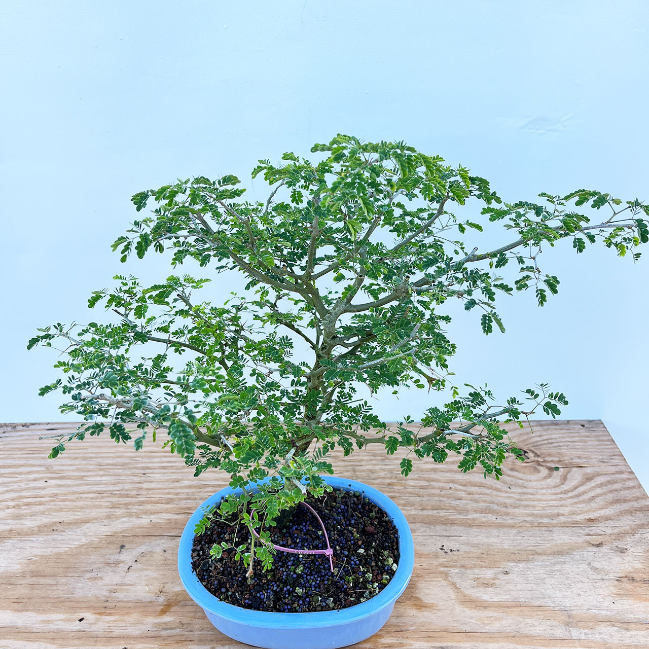 盆栽 brazil Brazilian Rain Tree – One of a Kind Pre-Bonsai – Wigert's Bonsai