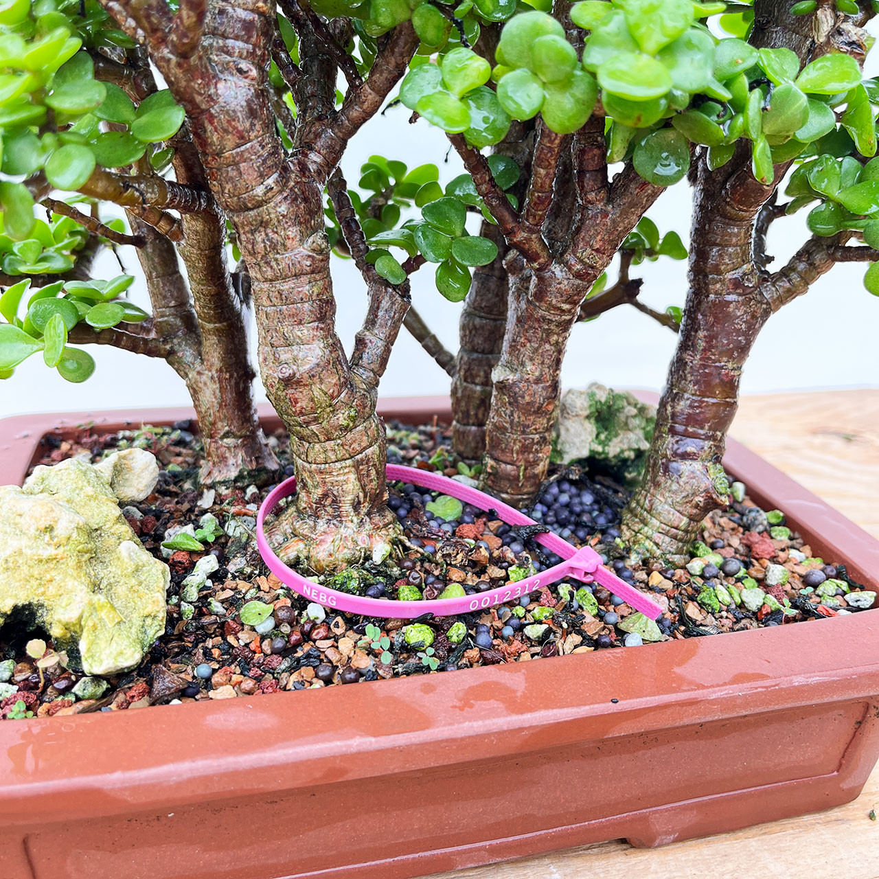 Bonsai Outlet Dwarf Jade Tree - Thumbnail 2