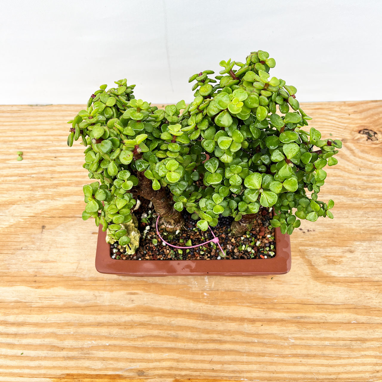 Bonsai Outlet Dwarf Jade Tree - Thumbnail 3