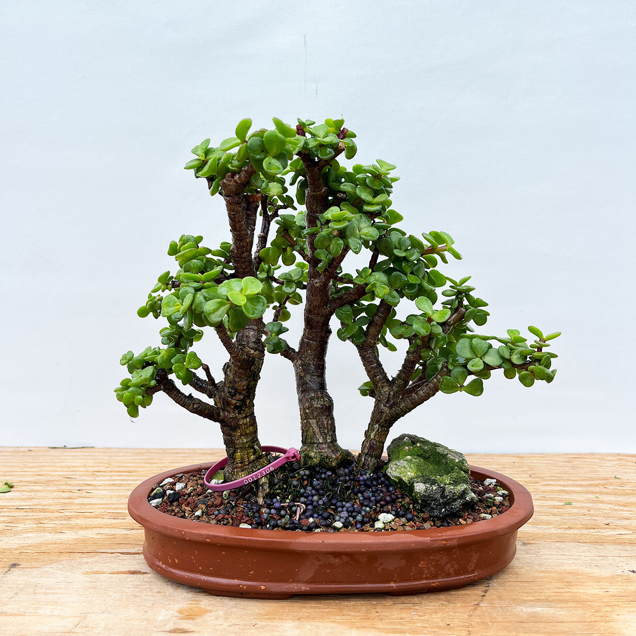 Mini Jade 3 tree Grove, Portulacaria afra, Bonsai Tree | Bonsai