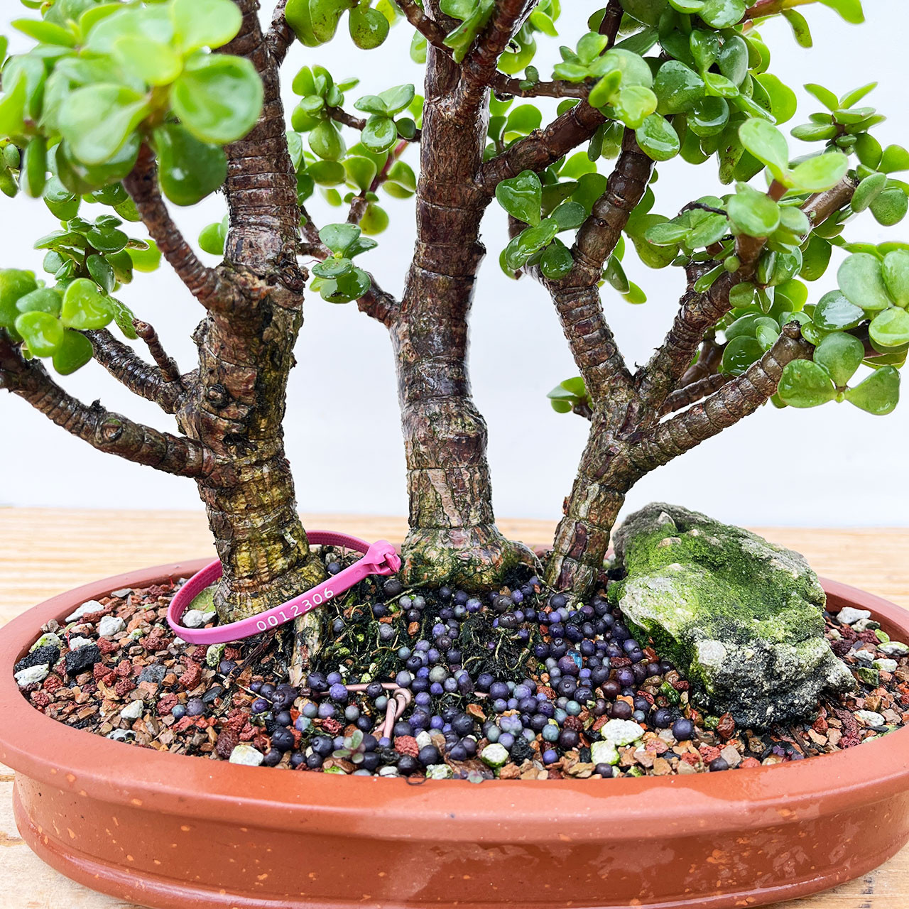 Mini Jade 3 tree Grove, Portulacaria afra, Bonsai Tree | Bonsai