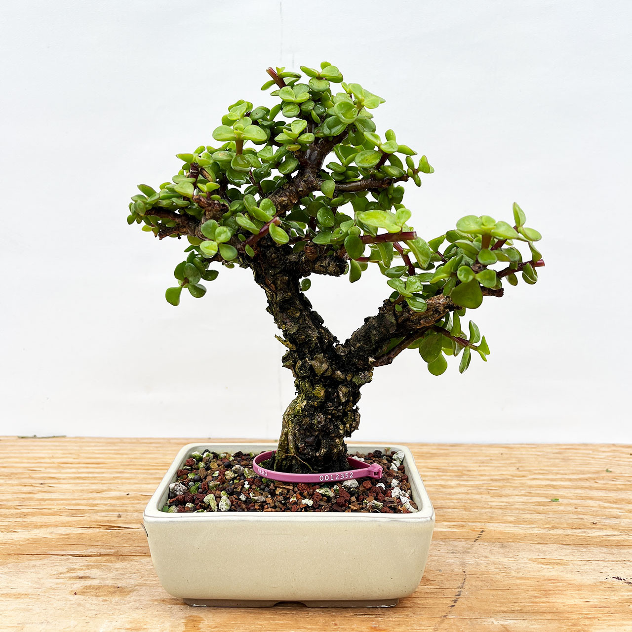 Rough Bark Mini Jade, Portulacara Afra, Bonsai Tree for sale