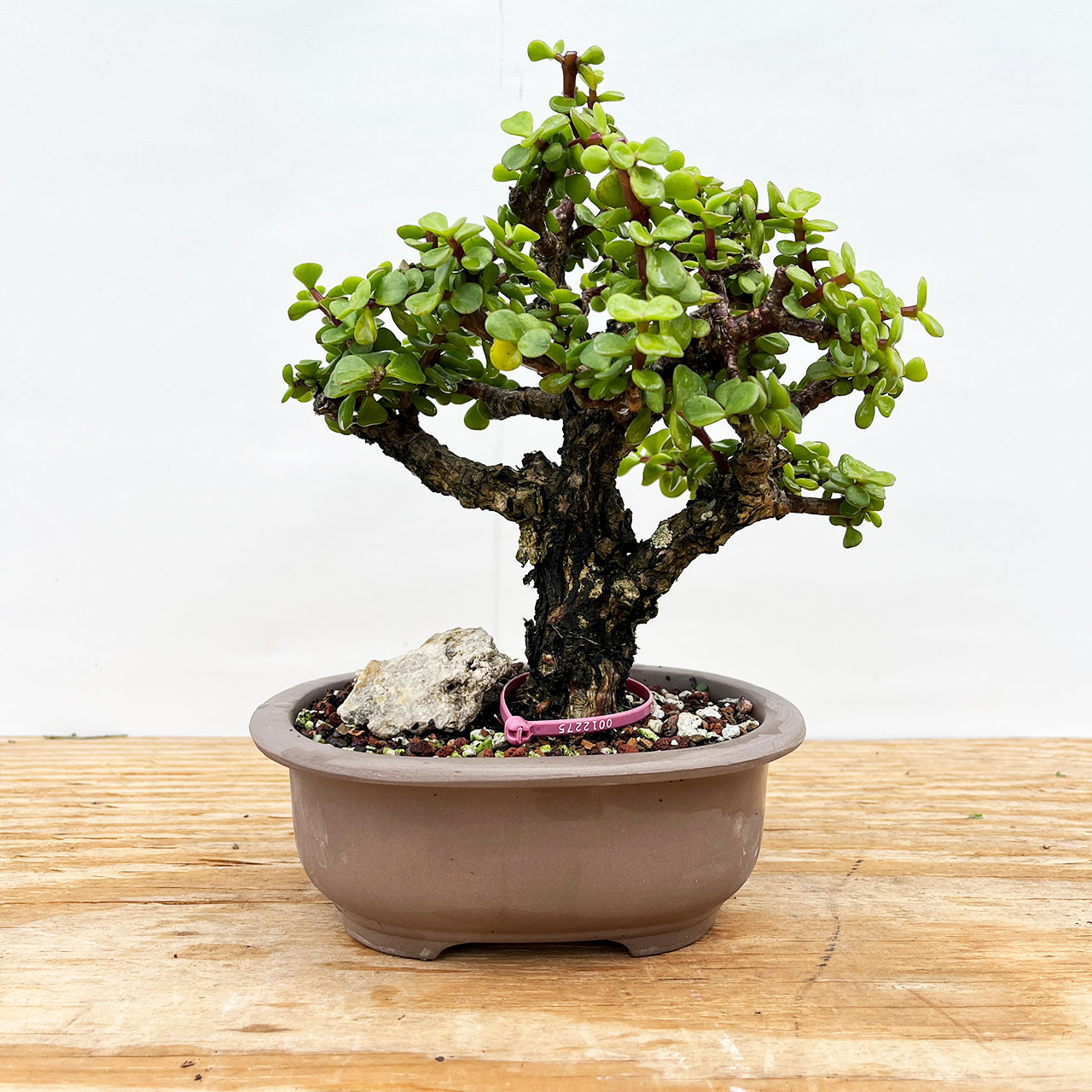 Rough Bark Mini Jade, Portulacara Afra, Bonsai Tree for sale