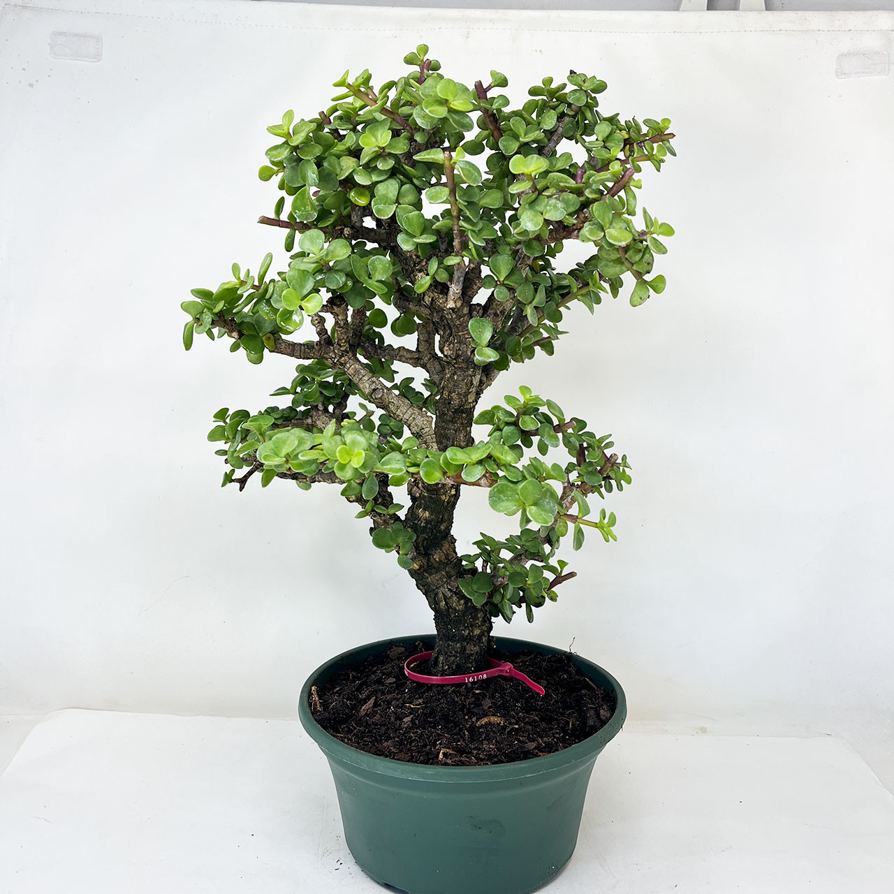 Rough Bark Mini Jade, Portulacara Afra, Bonsai Tree for sale
