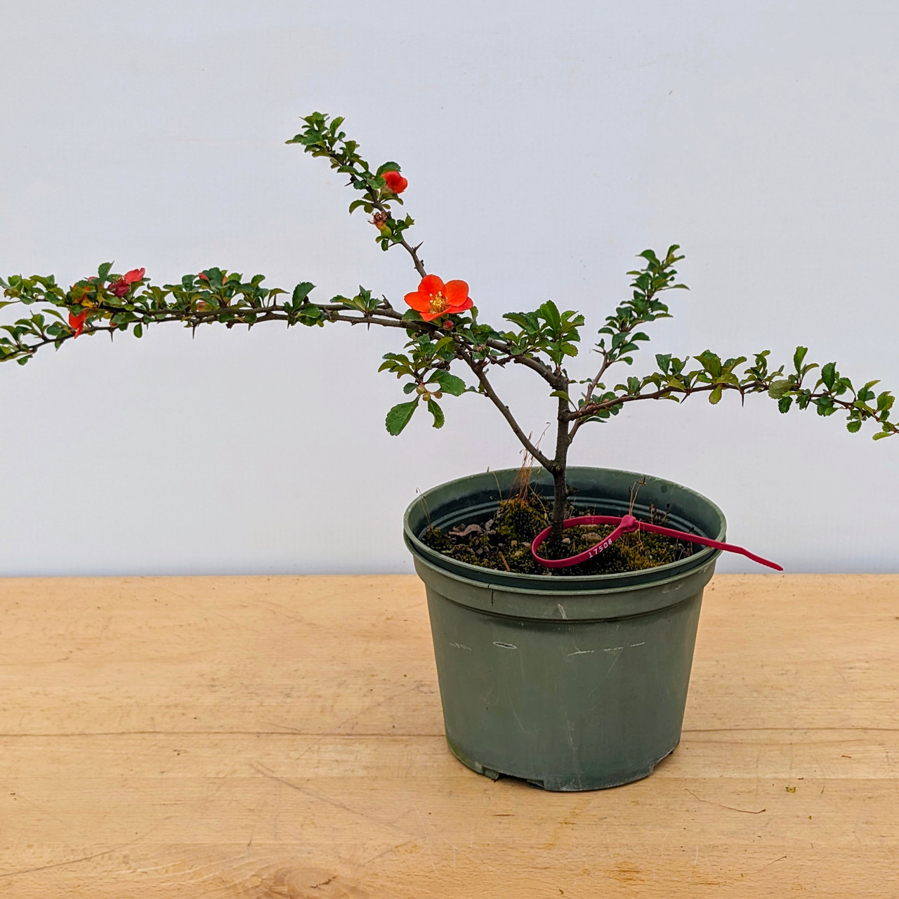 Chojubai (Red) Dwarf Flowering Quince (No. 17508)