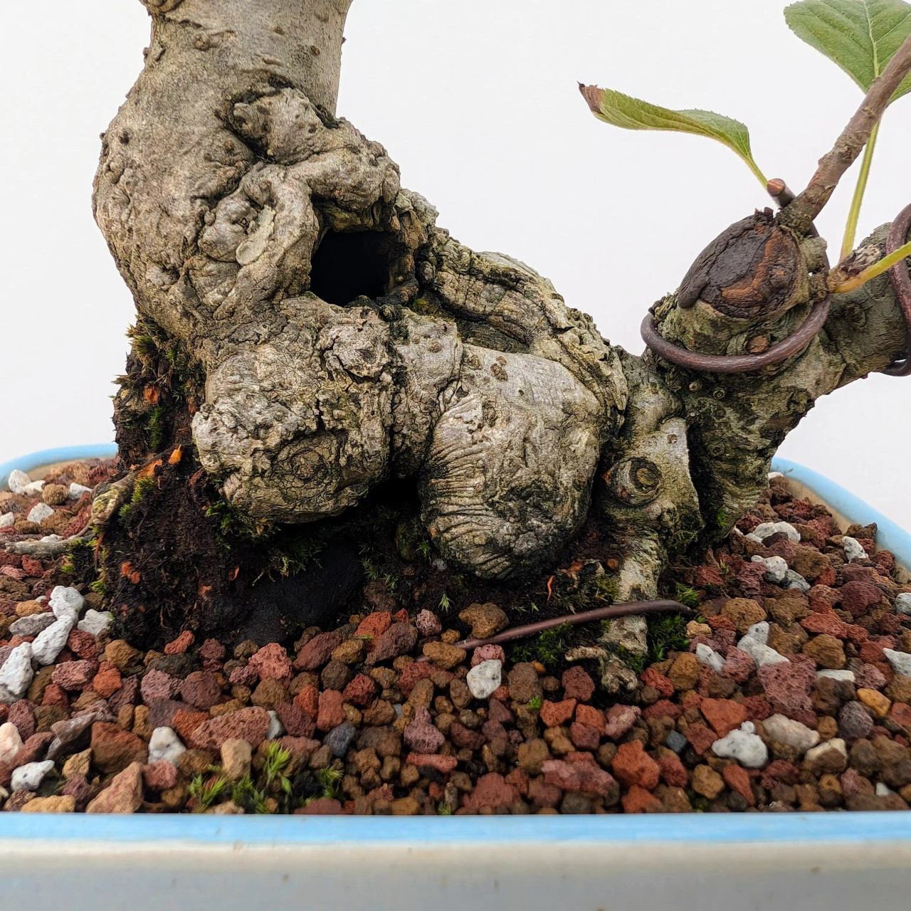 Shohin Crabapple in a Glazed Yixing Container (No. 5)