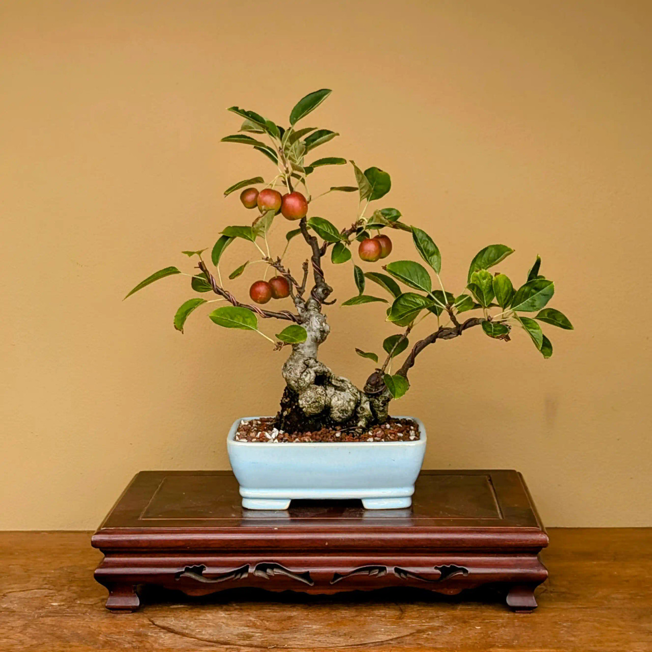 Shohin Crabapple in a Glazed Yixing Container (No. 5)