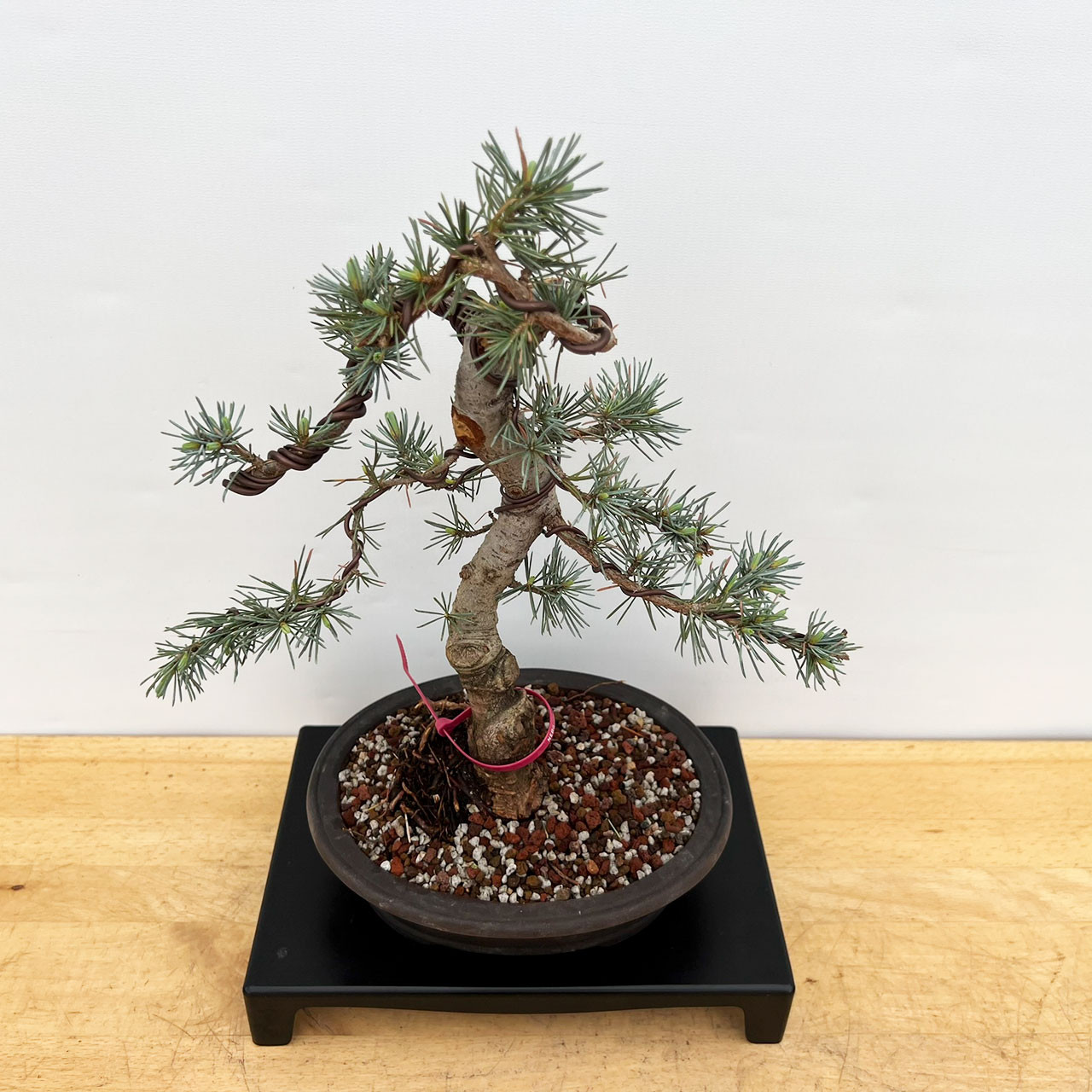 Incredible Blue Atlas Cedar Bonsai Tree in Yixing Ceramic Pot (No