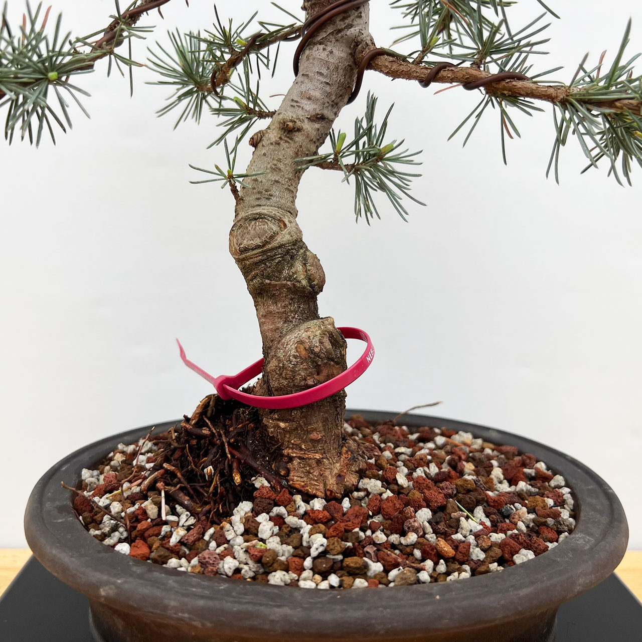 盆栽⑦ Incredible Blue Atlas Cedar Bonsai Tree in Yixing Ceramic Pot (No
