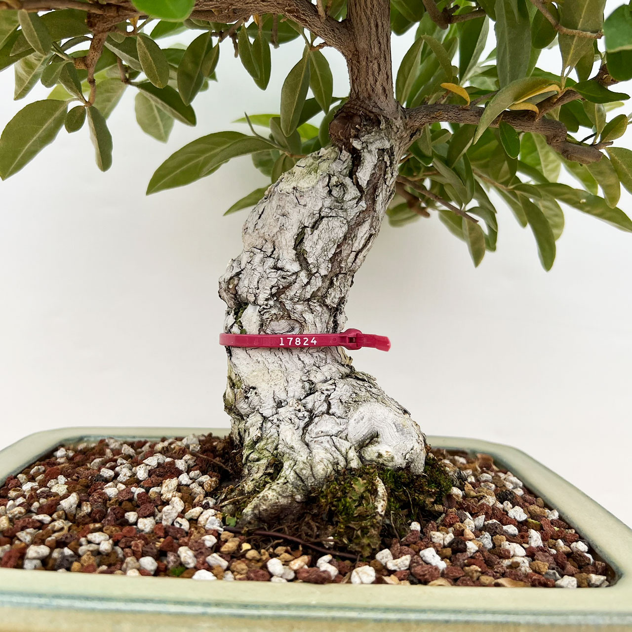 Incredibly Old Flowering Silverberry 'elaeagnus' in a Glazed Yixing Ceramic  Pot (No. 17824)