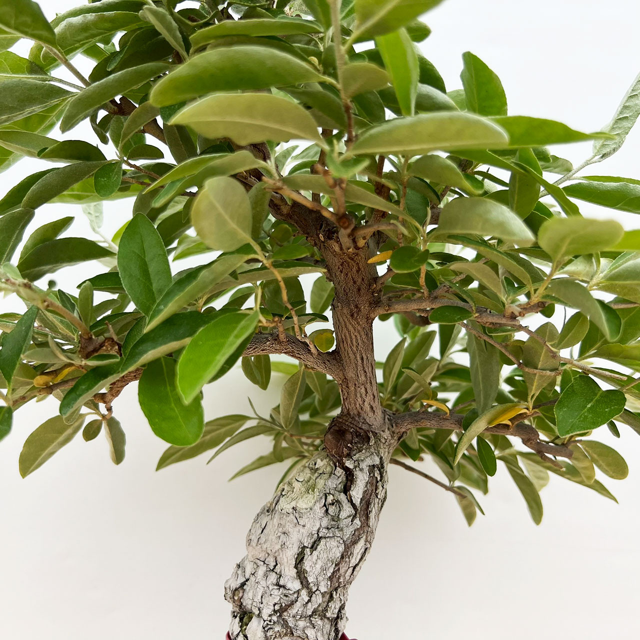 Incredibly Old Flowering Silverberry 'elaeagnus' in a Glazed Yixing Ceramic  Pot (No. 17824)