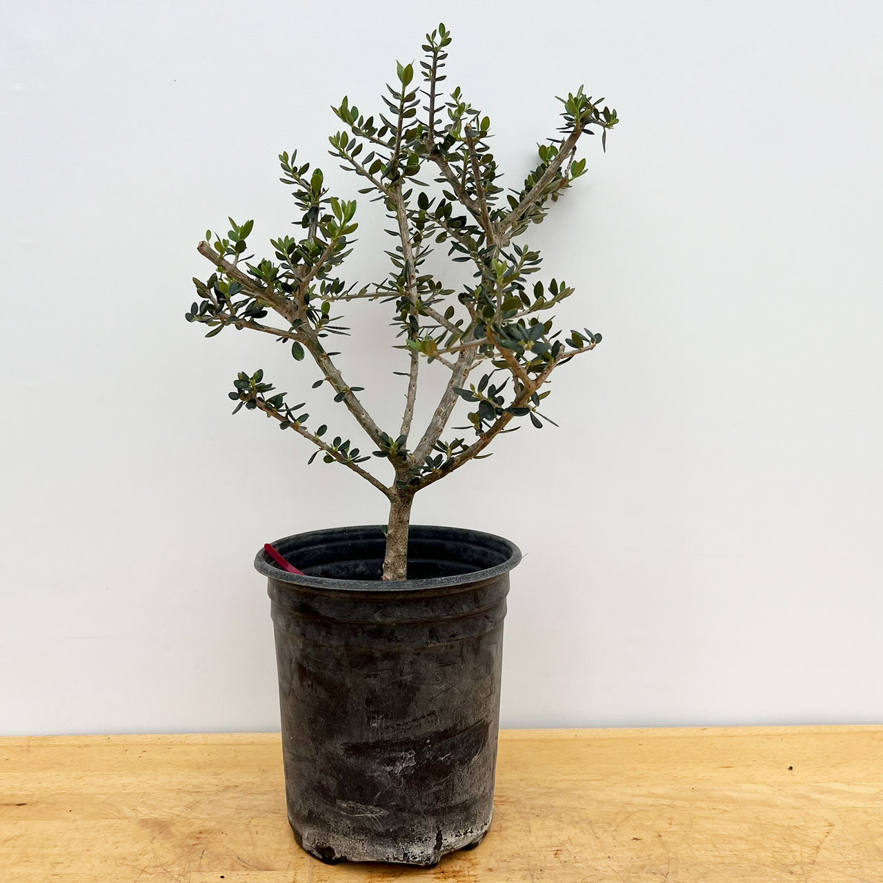 オリーブ盆栽　Olive Bonsai オリーブ盆栽 Olive Bonsai