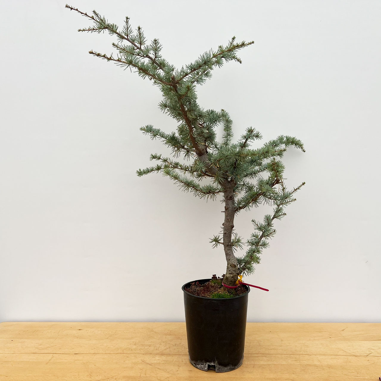 Incredible Blue Atlas Cedar Bonsai Tree in Yixing Ceramic Pot (No