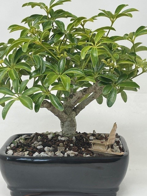 Chinese Mudman | Skiff boat| Bonsai Outlet
