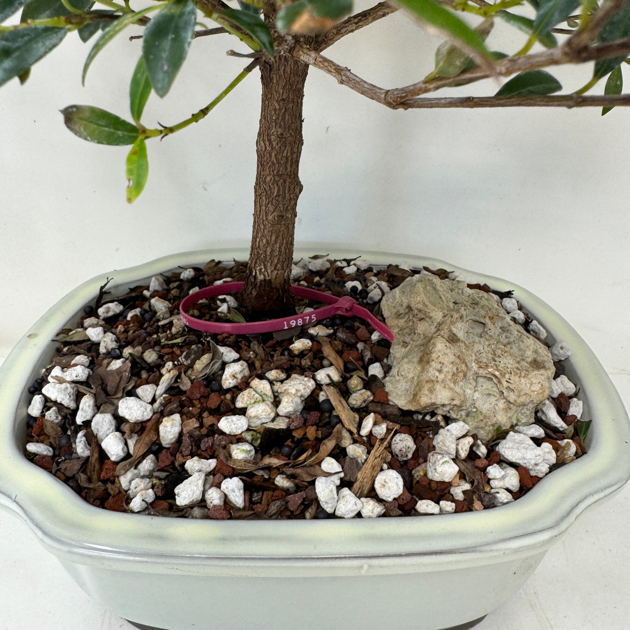 Bonsaioutlet Base Girevole In Acciaio Inox Per Bonsai | Piattaforma Rotante Da 31,8 Cm, Portata 90 Kg, Ideale Per Uso Interno/Esterno
