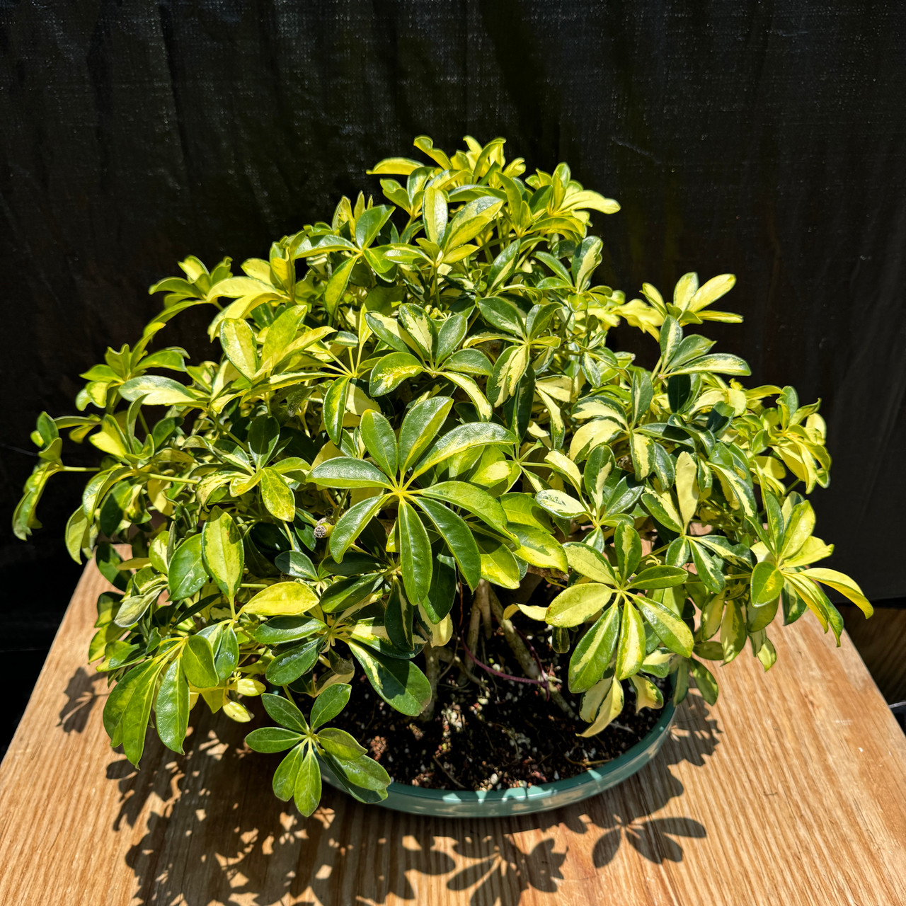 Schefflera arboricola 'Trinette' in a Glazed Japanese Ceramic Pot