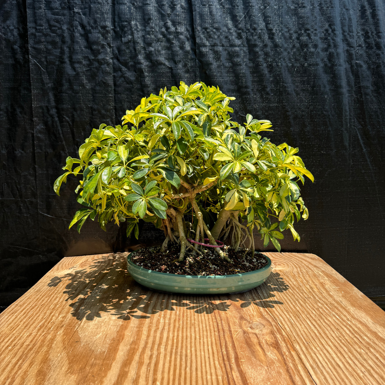 Schefflera arboricola 'Trinette' in a Glazed Japanese Ceramic Pot