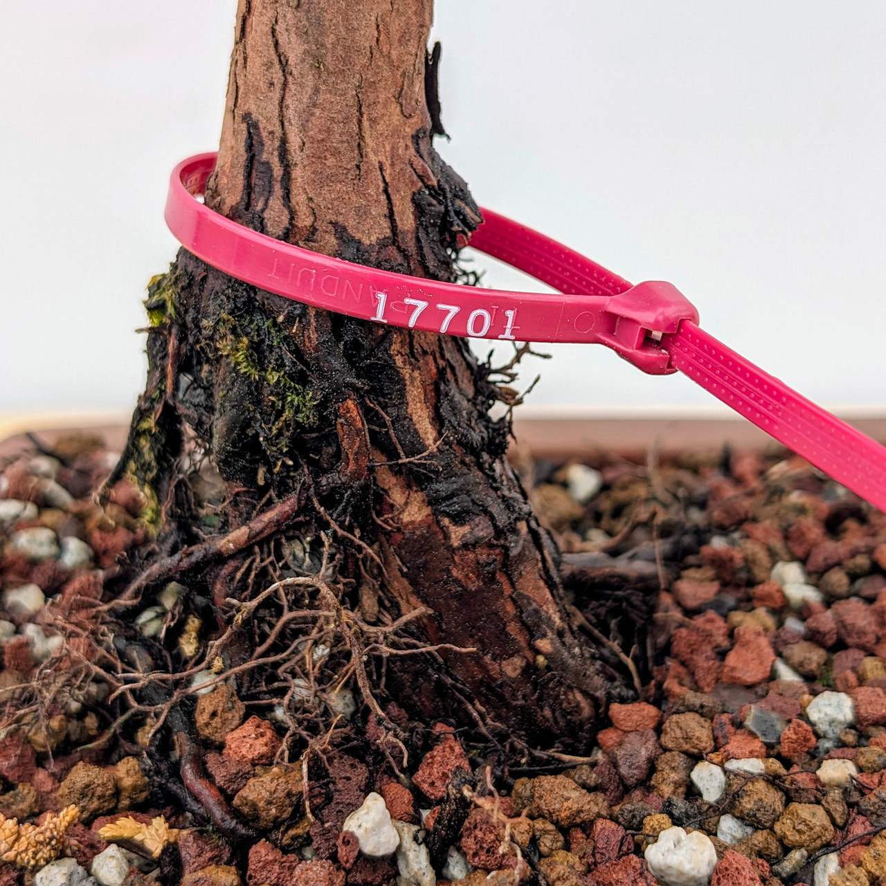 Old Sekka Hinoki Cypress with Aged Bark in an Unglazed Yixing