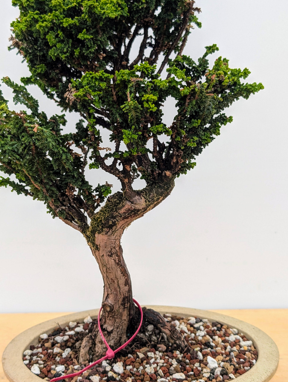 Old Sekka Dwarf Hinoki Cypress in an Unglazed Yixing Ceramic Pot