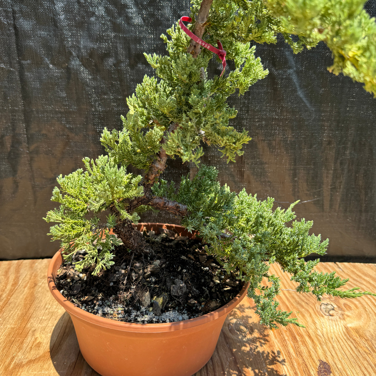 Japanese Juniper in a Training Pot (No. 16958)