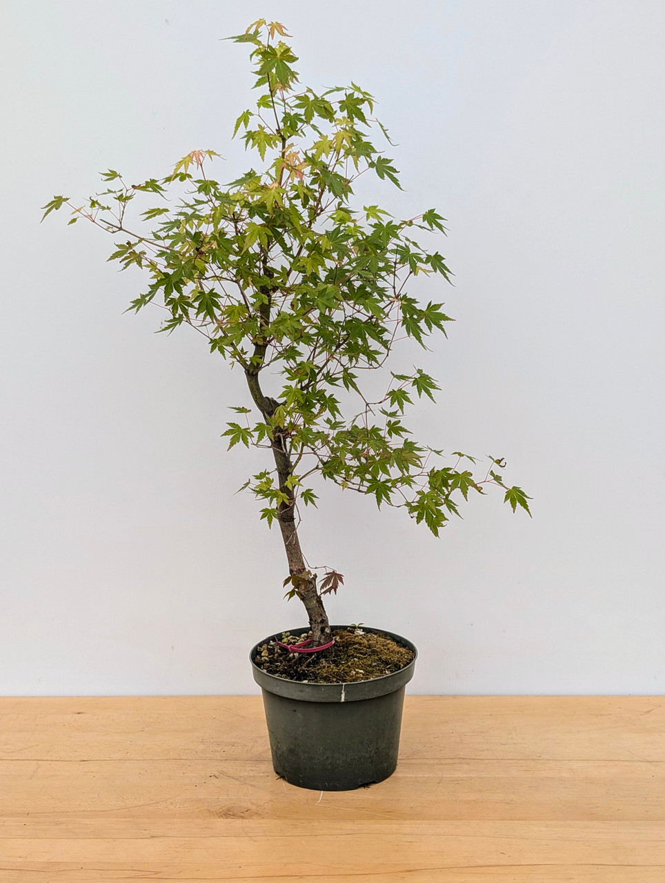 15+ yr Old Non-Grafted Seed Grown Japanese Maple In a Grow Pot (No