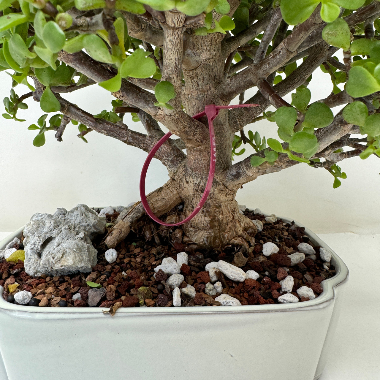 Chunky Shohin Dwarf Jade 'Portulacaria afra' in a Ceramic Pot (No