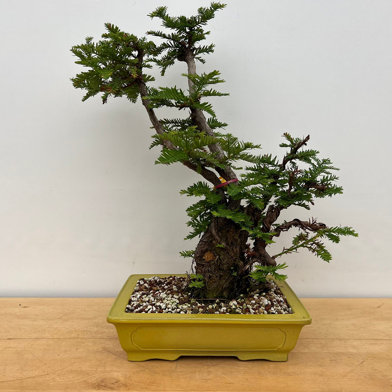 Collected Coastal Redwood Tree Repotted into a Tokoname Pot