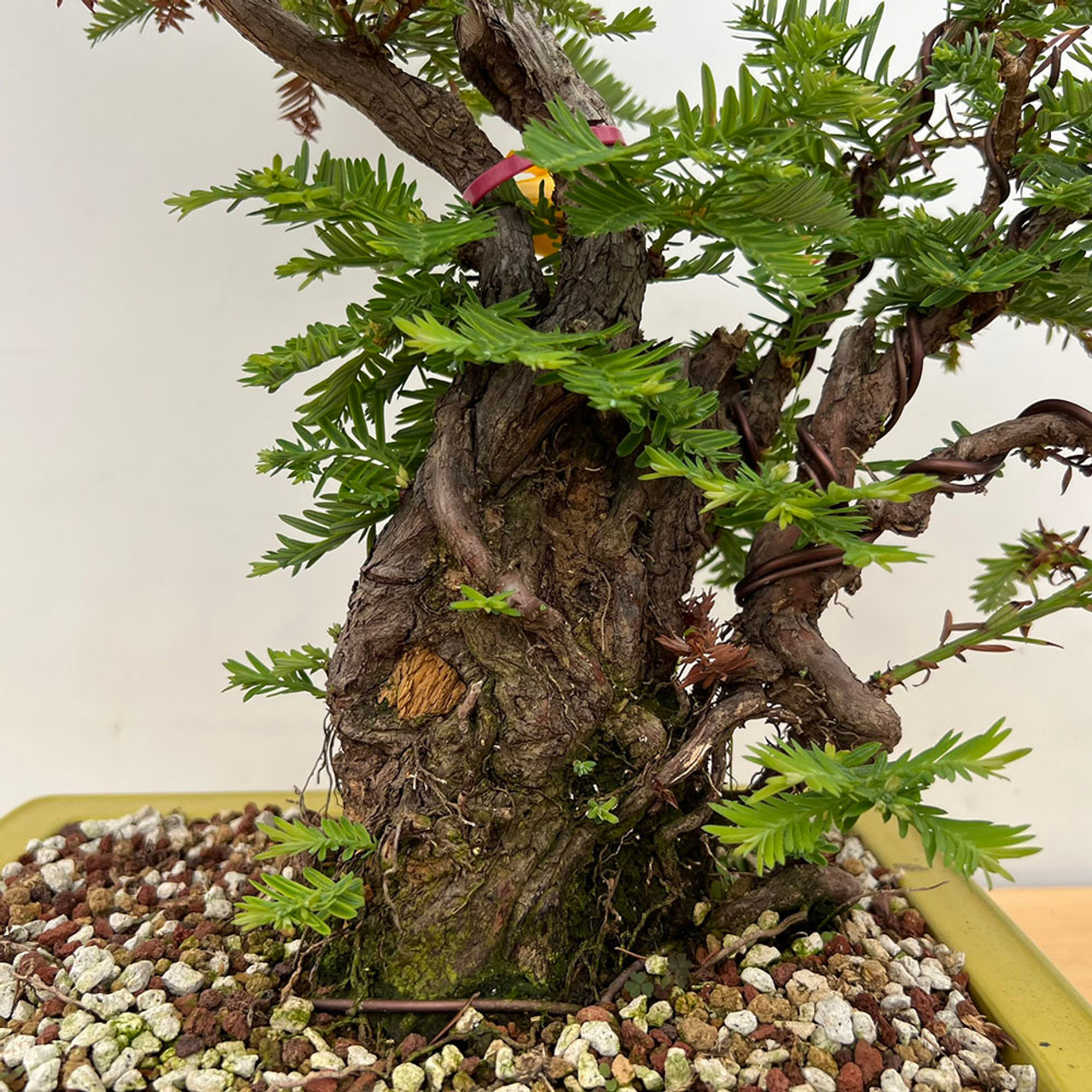 【中古】 The　Healing　Power　of　Forests The Healing Power of Forests - RKUK