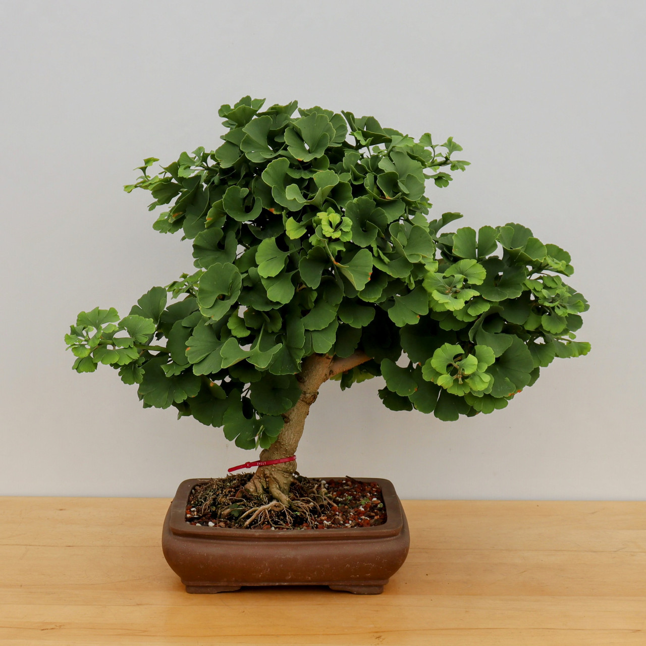 盆栽 Japanese bonsai The Legacy of The White Dragon - A 500 Year Old Juniper Bonsai in