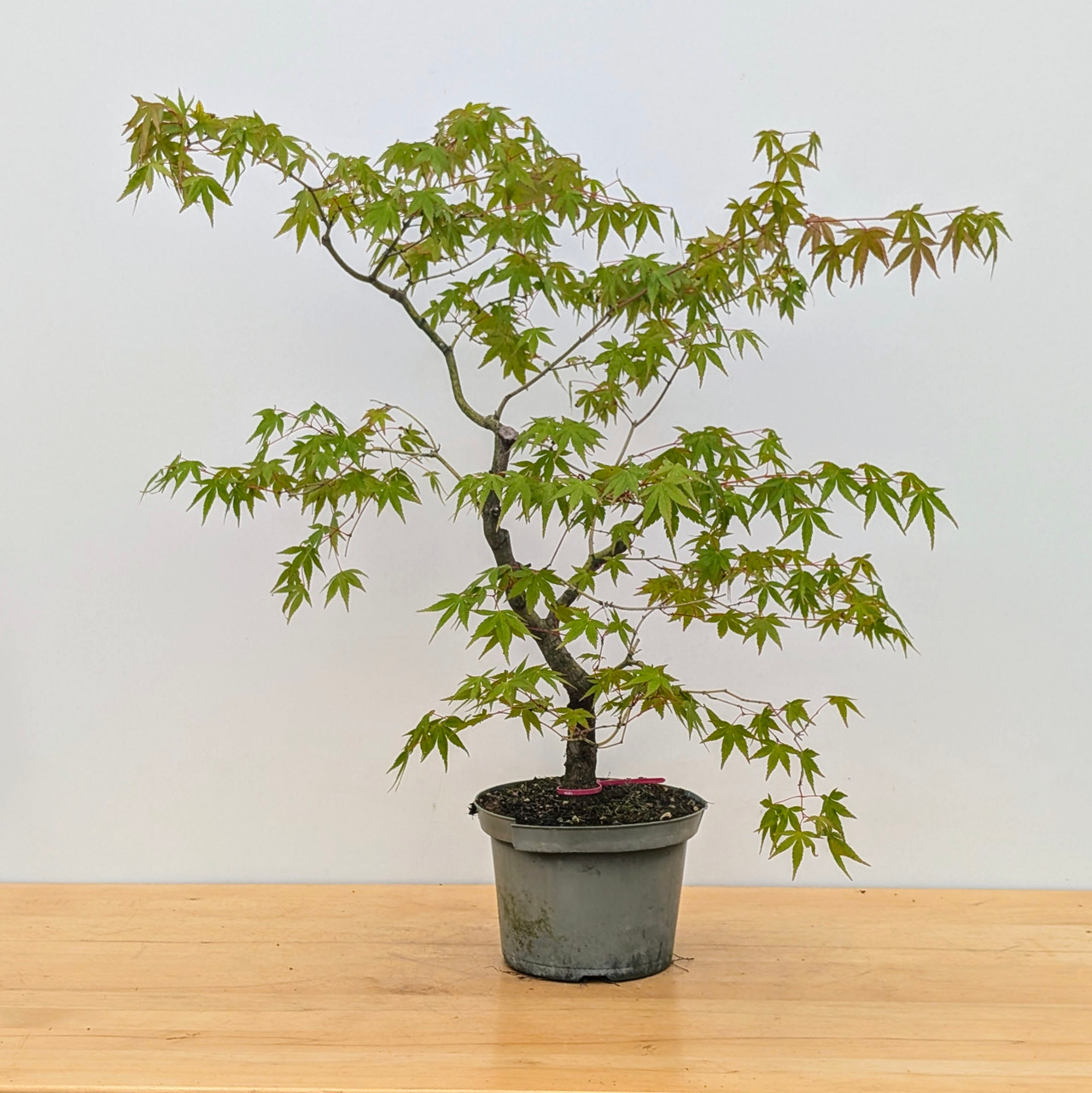 15+ yr Old Non-Grafted Seed Grown Japanese Maple In a Grow