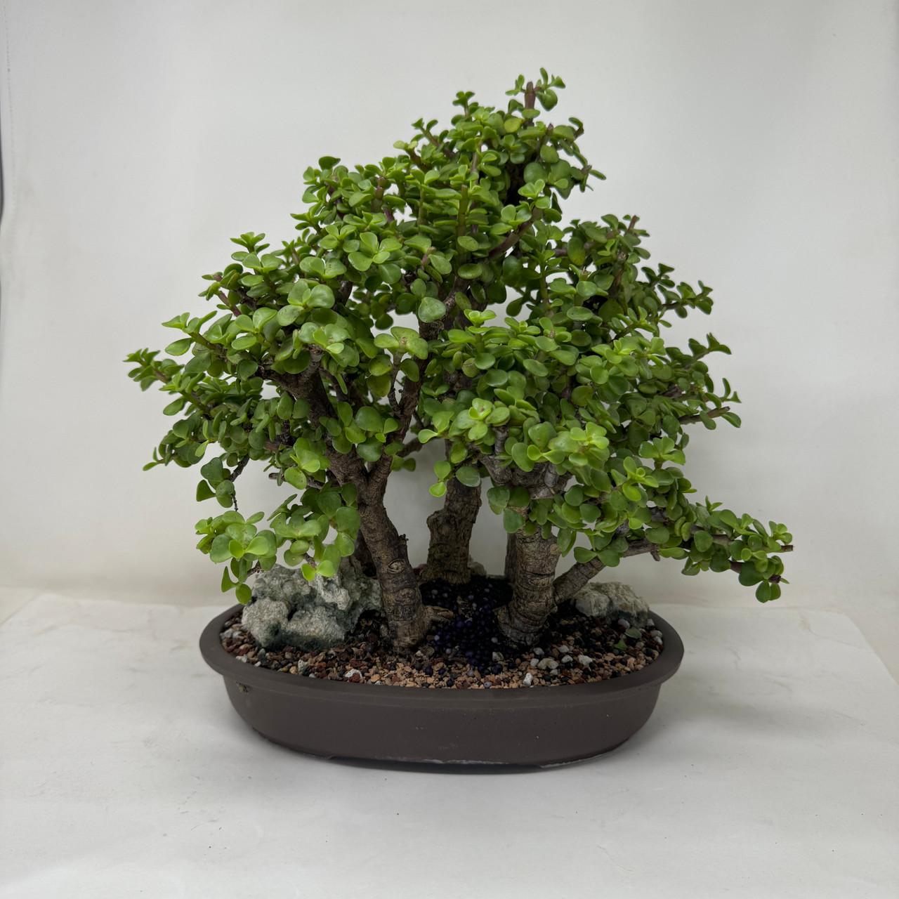 5-tree forest Dwarf Jade 'Portulacaria afra' in a Ceramic Pot (No
