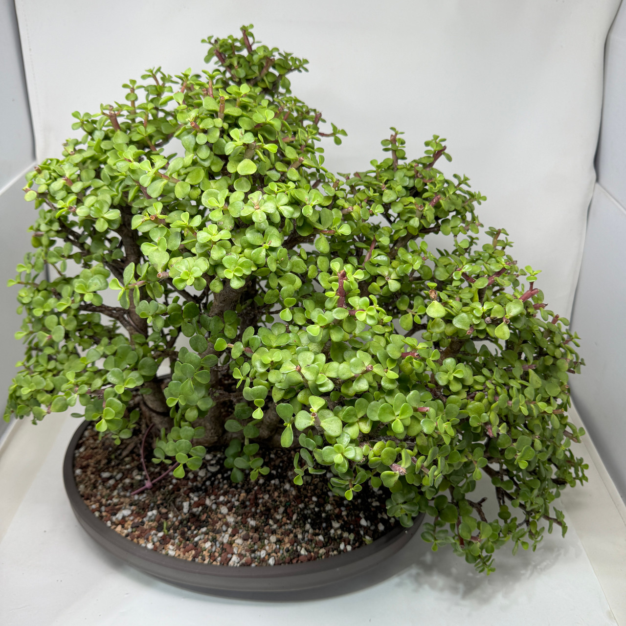 10-Trunk Grove Dwarf Jade 'Portulacaria afra' in a Unglazed