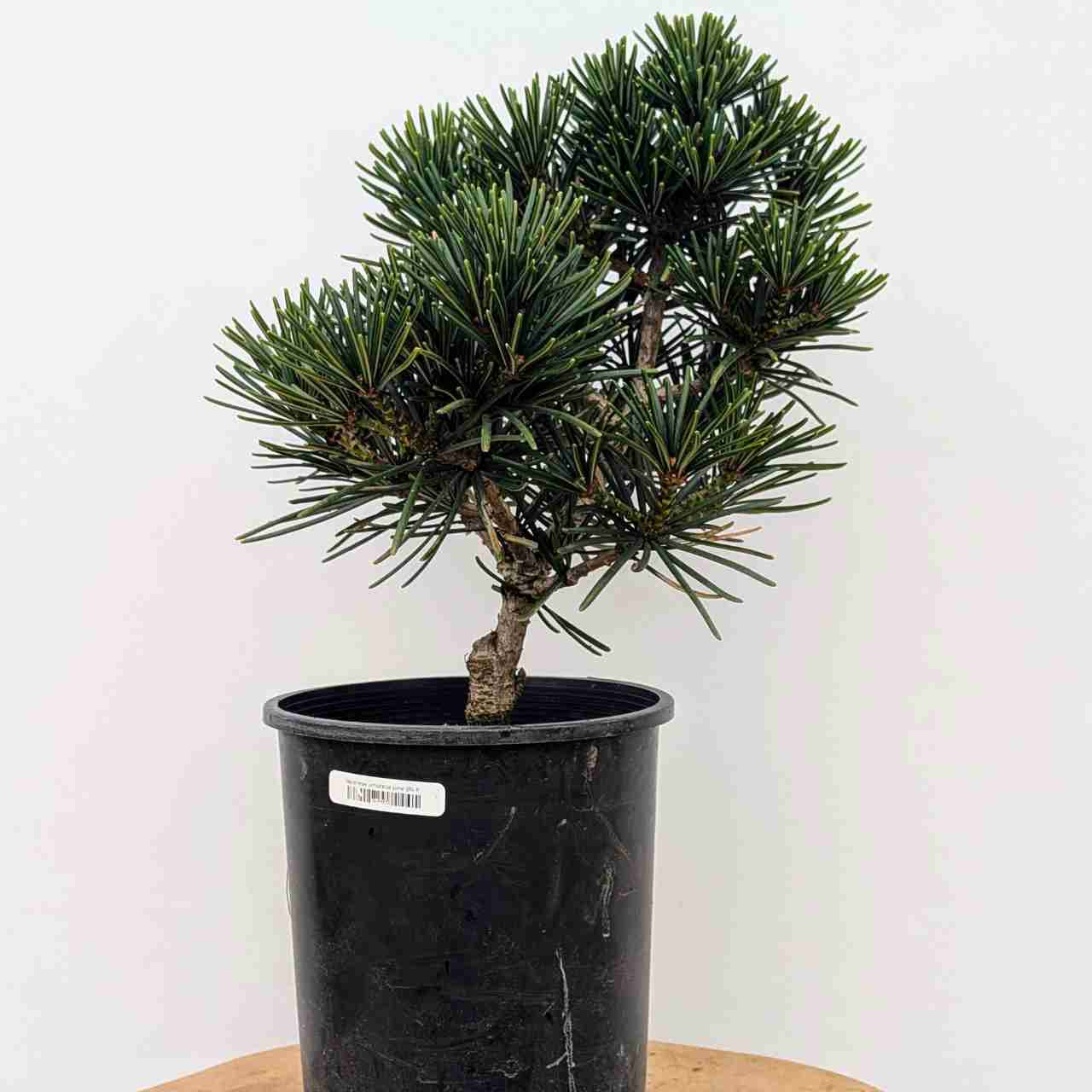 Japanese Umbrella Pine Tree - Bonsai Outlet