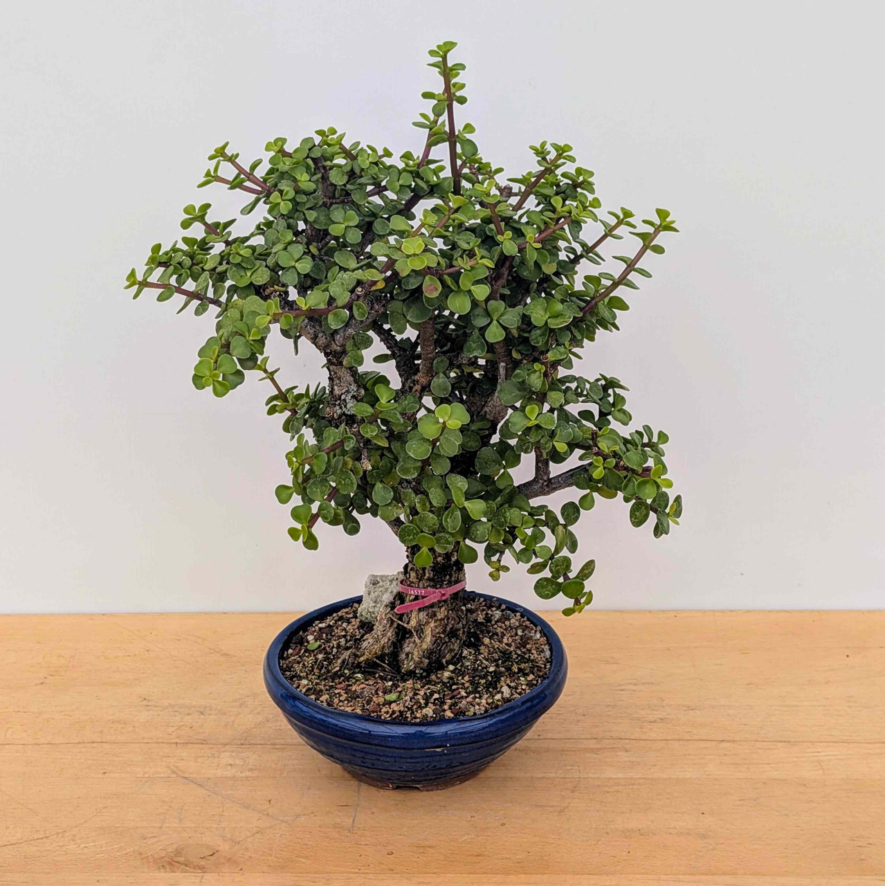 Rough Bark Dwarf Jade 'Portulacara afra' in a Japanese Planter (No