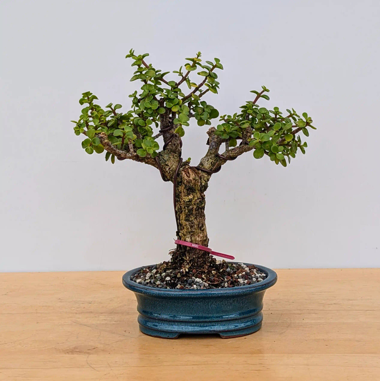 Rough Bark Dwarf Jade 'Portulacara afra' in a Japanese Planter (No