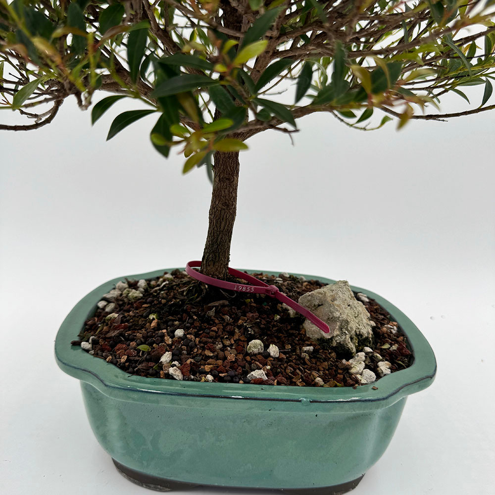 Brush Cherry Bonsai Tree in a Japanese Ceramic Pot (No. 19855)