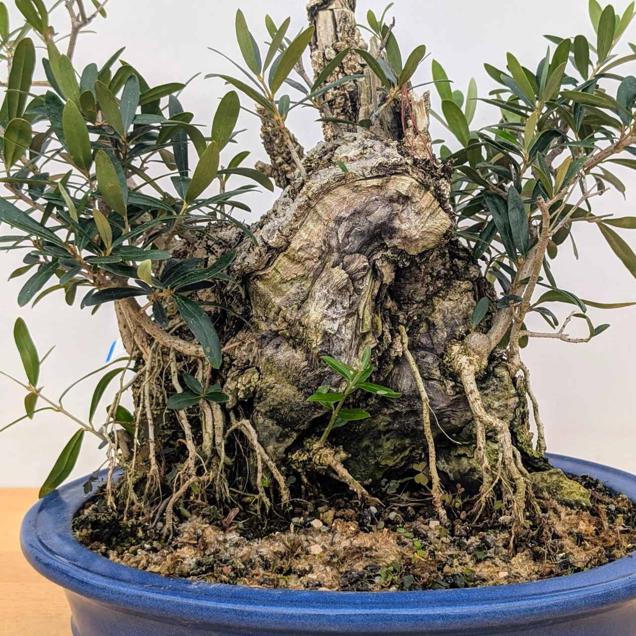 Y.S. OLIVE TREES PARADISE 4/4 ビンテージ【整備品】 Old Collected Olive In an Glazed Yixing Ceramic Pot (No. 7493