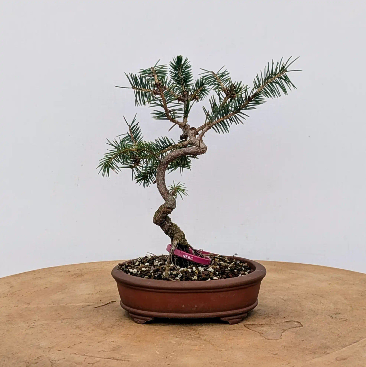 Styled Ezo Spruce in a Yixing Pot (No. 17779) - Bonsai Outlet