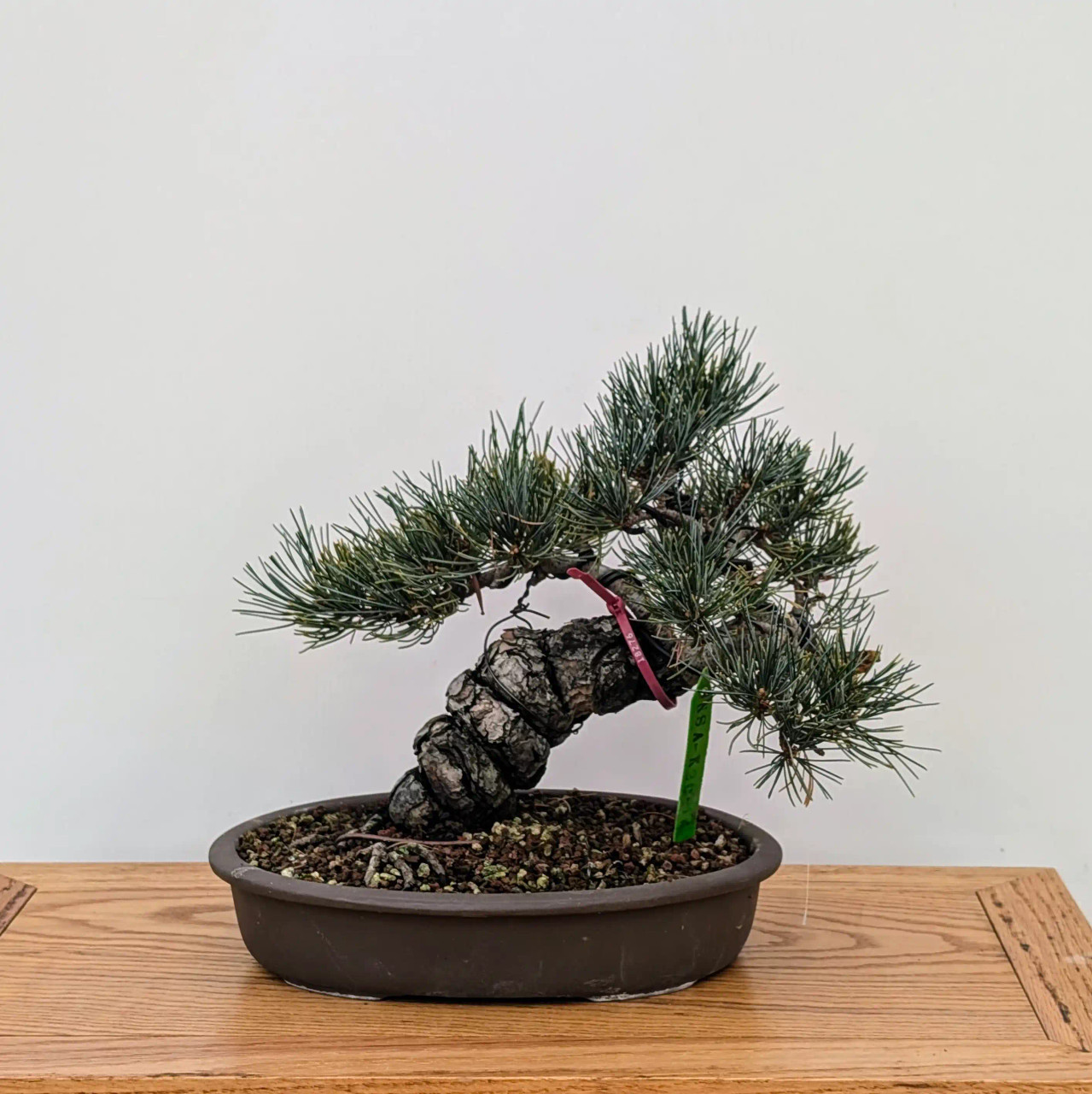 Imported Japanese White Pine 