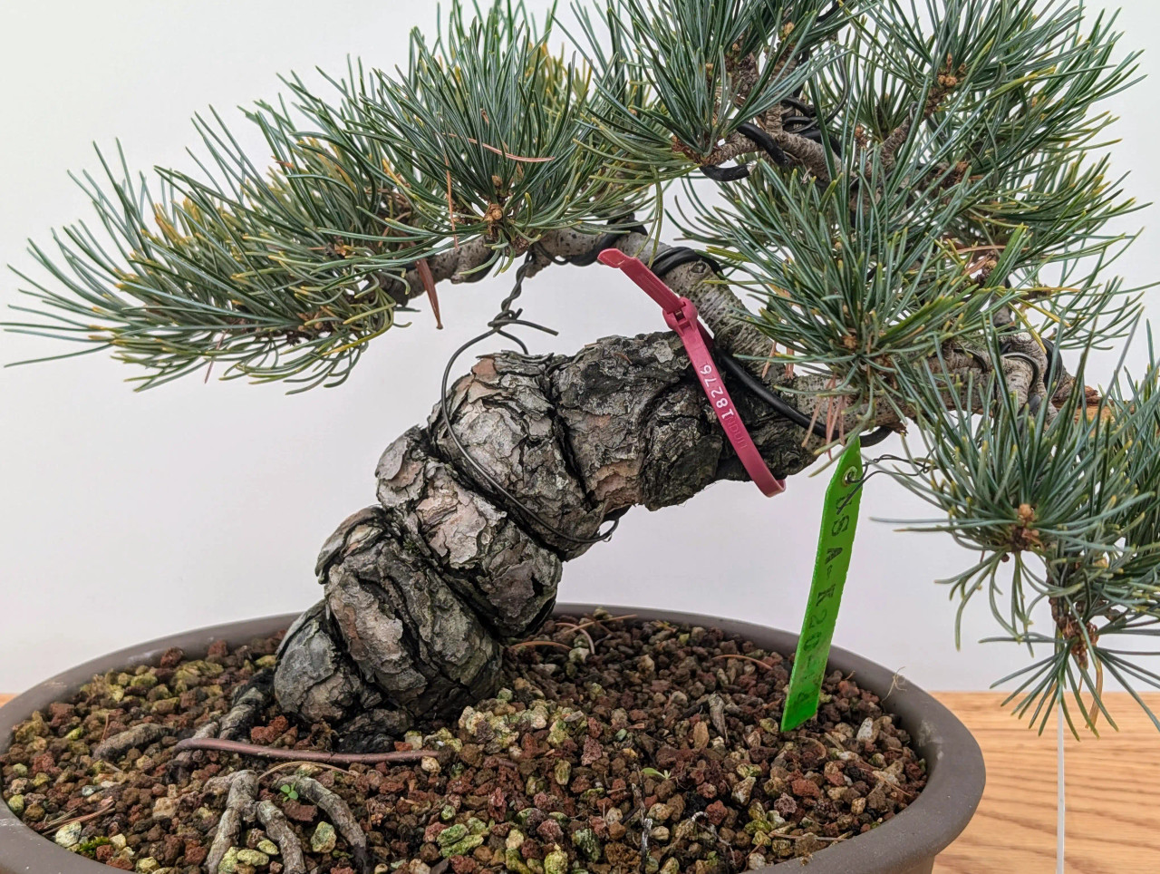 Imported Japanese White Pine 