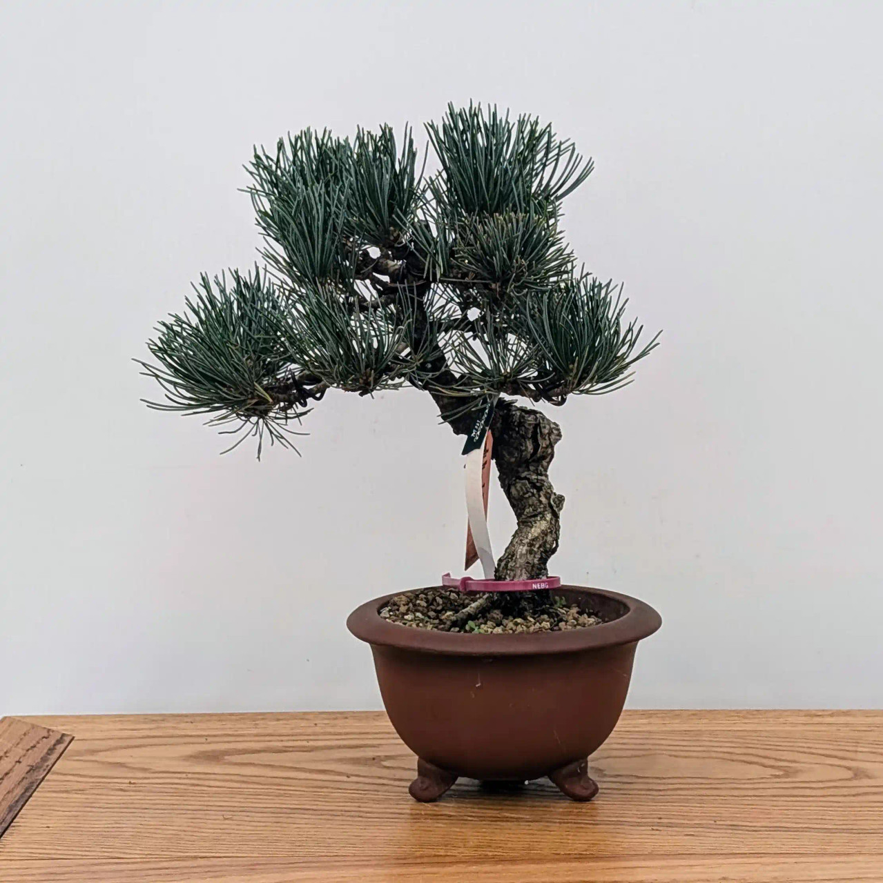 Imported Japanese White Pine 