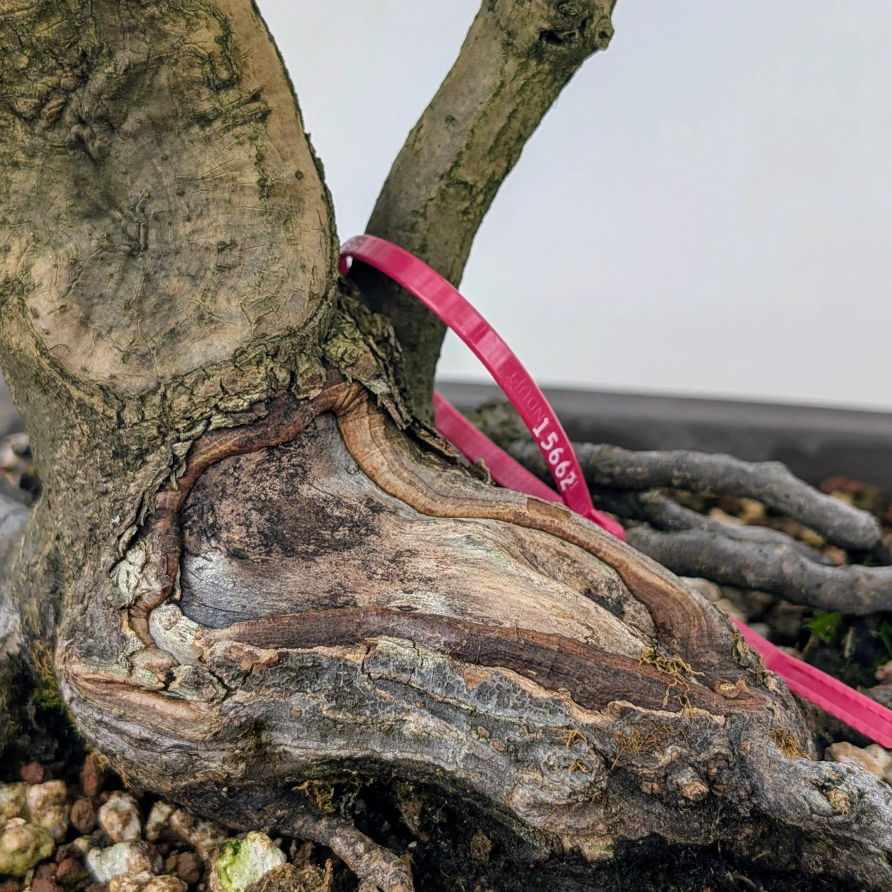 Twin Trunk Japanese Maple in an Unglazed Ceramic Pot (No. 15662
