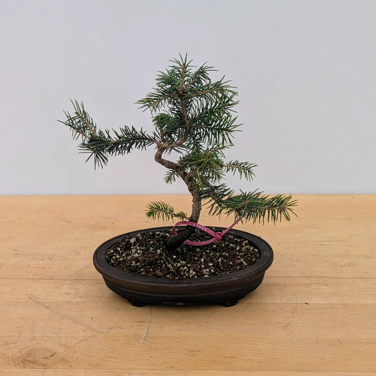 Styled Ezo Spruce in a Yixing Pot (No. 17021) - Bonsai Outlet