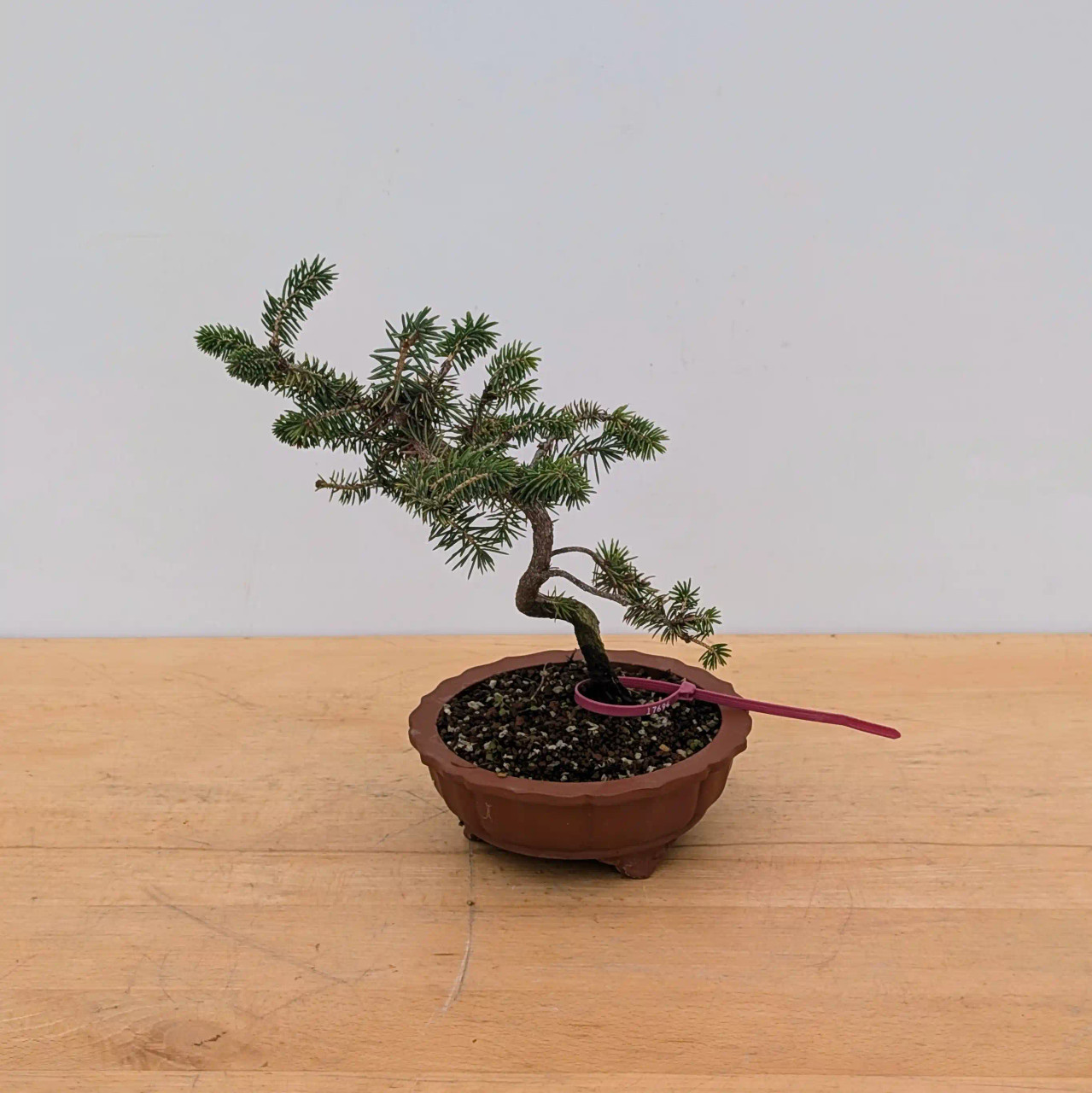 Styled Ezo Spruce in a Yixing Pot (No. 17694) - Bonsai Outlet