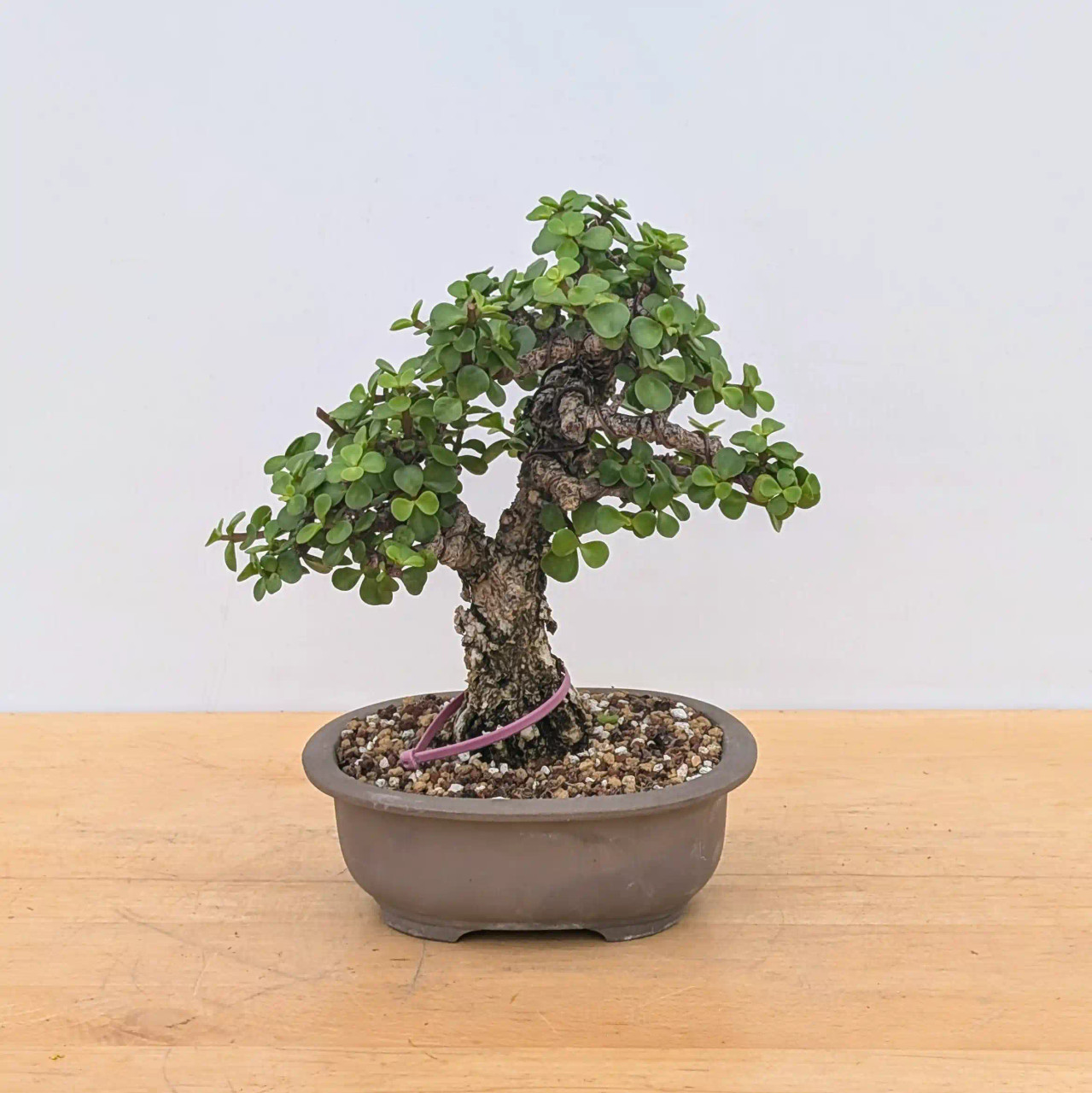 8+ Year Old Rough Bark Mini Jade in Glazed Yixing Pot (No. 12165