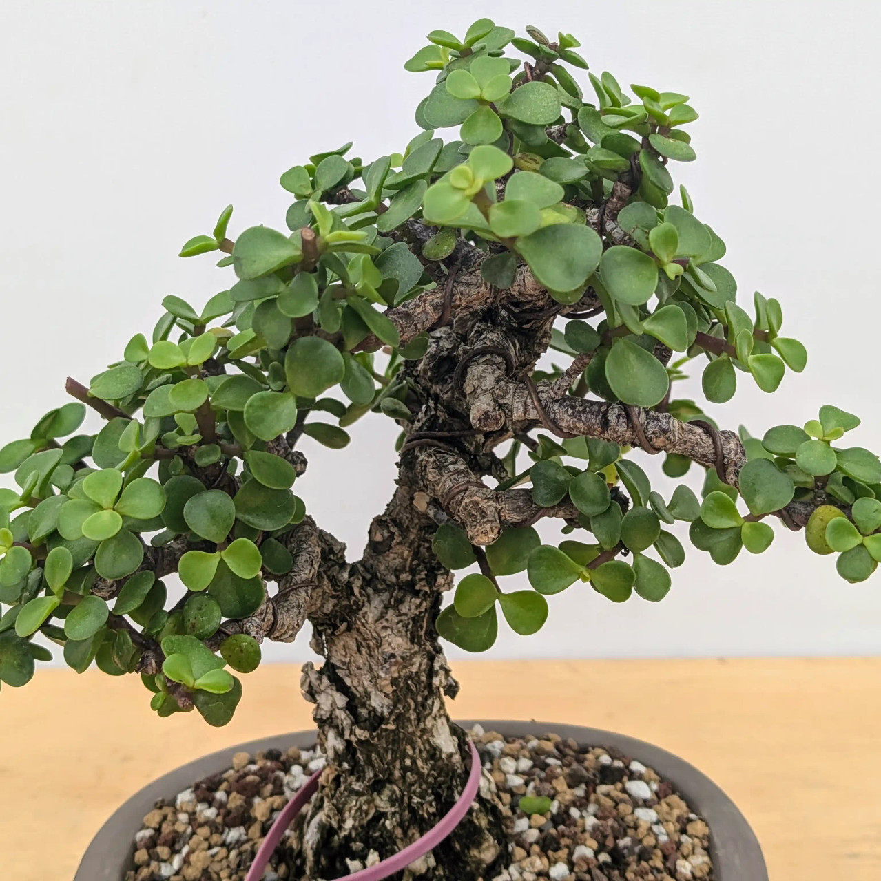 8+ Year Old Rough Bark Mini Jade in Glazed Yixing Pot (No. 12165