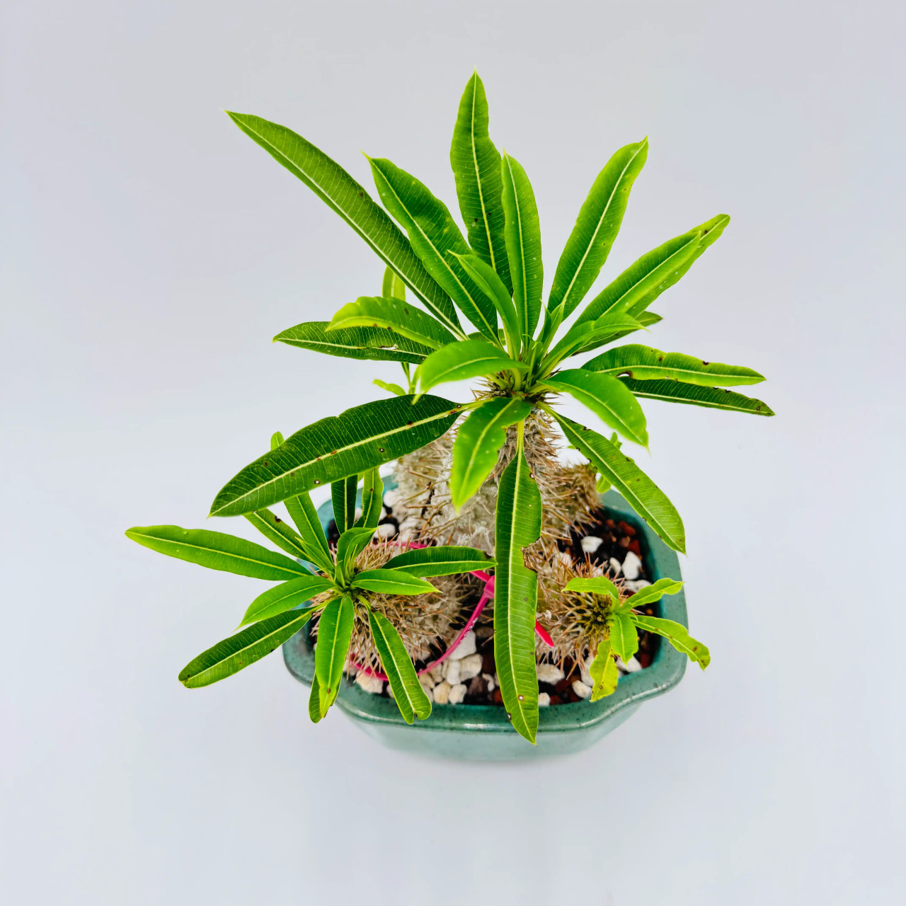 Madagascar Palm In a Glazed Ceramic Pot (No. 16026) - Bonsai Outlet