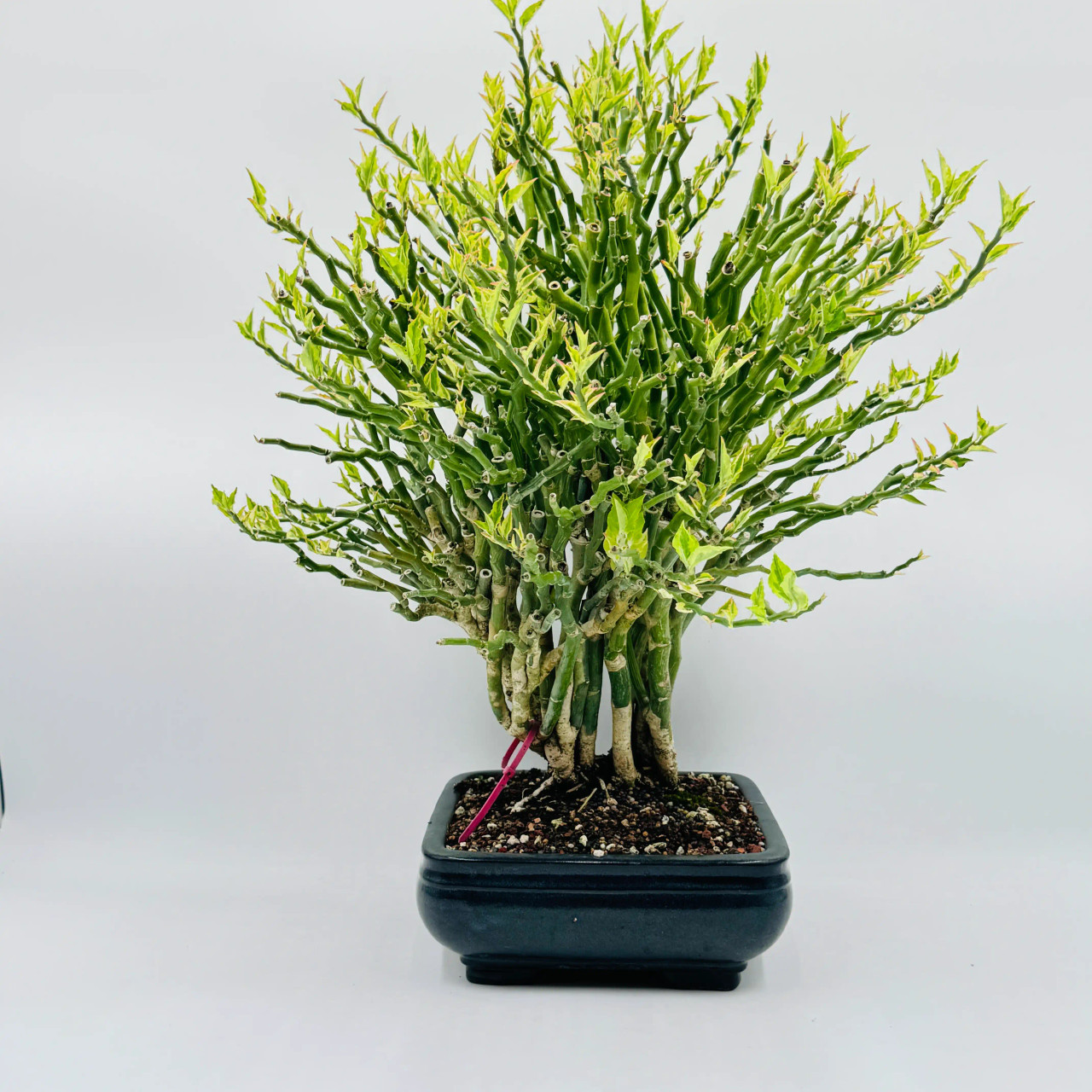 botanical☆ LEGO Botanicals Bonsai Tree