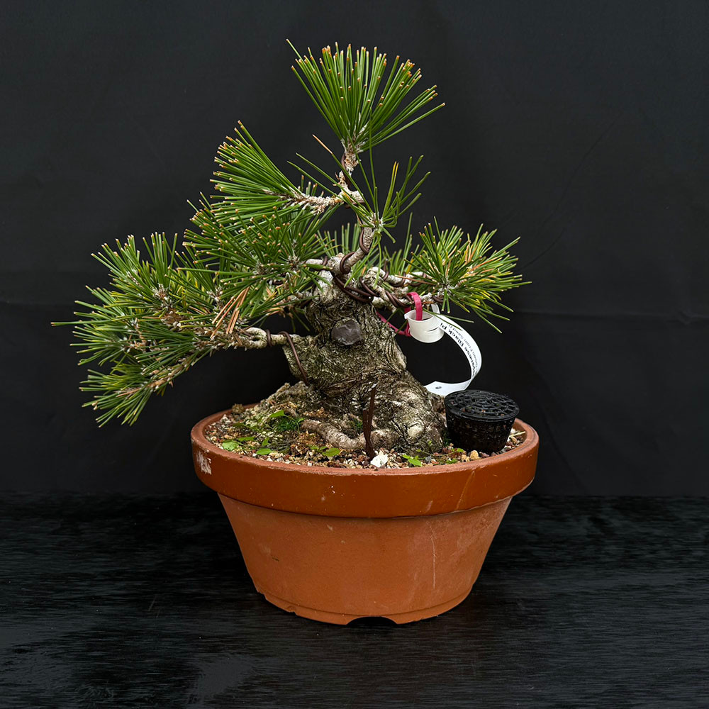 天然苔 bonsai 35+ Year Old Exposed Root Gerald Rainville Japanese Black Pine No
